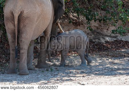 Close-up Of A Desert Elephant And Her Feeding Baby Calf, Somewhere In Namibia.