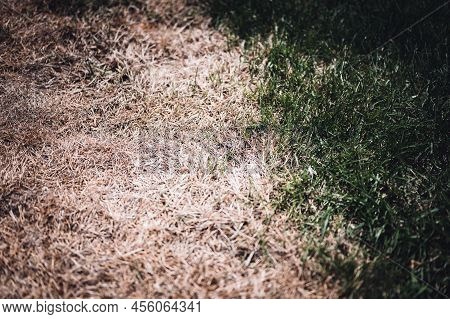 Visible Distinction Between Healthy Lawn And Chemical Burned Grass.