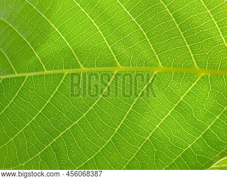 Close Up View Of Green Leaves Of Walnut Tree With Sunlight. Green Macro Leaf. Green Leaves Backgroun