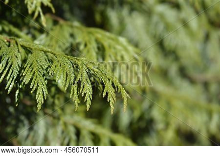 Western Red Cedar Branch In The Spring