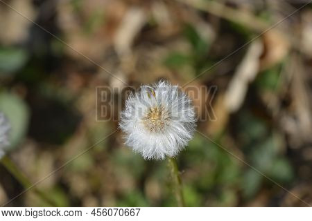 Coltsfoot Seed Head In The Garden In Spring