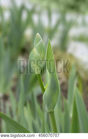 Tall Bearded Iris Foxfire Flower Bud In The Garden