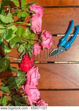Eight Freshly Cut Pink Roses And One Red Rose Are Lying On The Table
