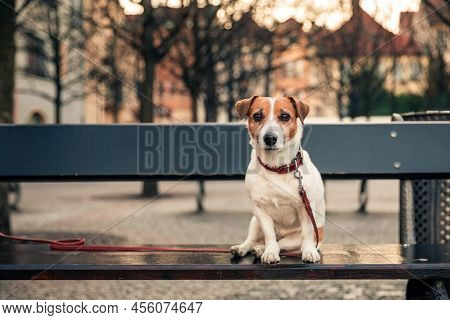Cute Dog Jack Russell Terrier Sitting On Wooden Bench In City Square Of Prague