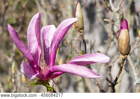 Tulip Magnolia (magnolia Liliiflora), Close Up Image Of The Flower Head