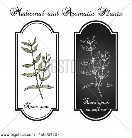 Snow Gum, Or White Sally Eucalyptus Pauciflora , Medicinal Plant. Hand Drawn Botanical Vector Illust