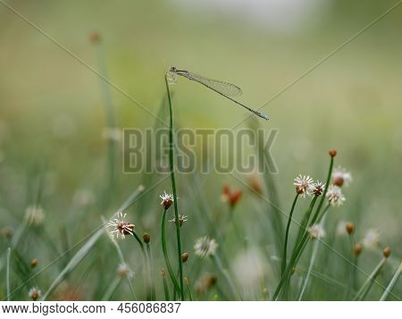 Beautiful Blue Tail Damselfly Perched On The Grass In The Meadows