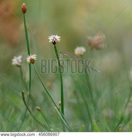 Beautiful Blue Civil Damselfly Perched On The Wild Flowers