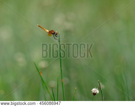 Beautiful Yellow Dragonfly Perched On The Grass Pistil