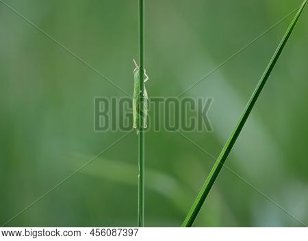 Beautiful Grasshopper Nimfa Perched On The Grass