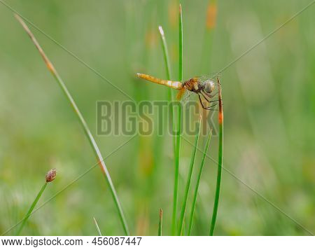 Beautiful Yellow Dragonfly Perched On The Grass In The Afternoon