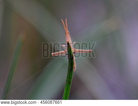 Beautiful Brown Grasshopper Perched On The Grass