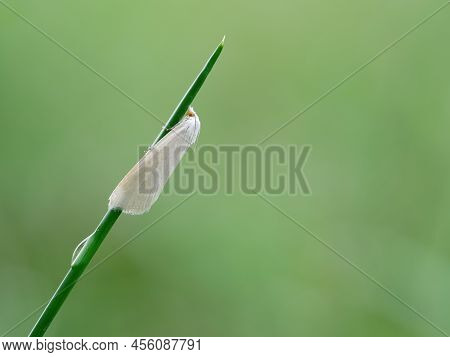 White Moth Perched Under Grass Stalks In The Nature