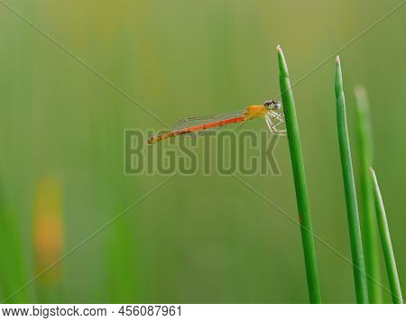 Beautiful Orange Damselfly Perched On The Grass