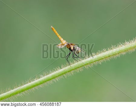 Beautiful Yellow Dragonfly Perched On The Hairy Branch
