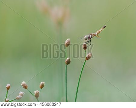 Beautiful Female Scarlet Dwarf Dragonfly On The Grass Pistil