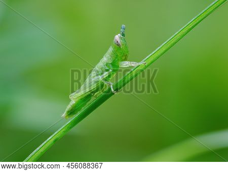 Beautiful Grasshopper Nimfa Perched On The Grass