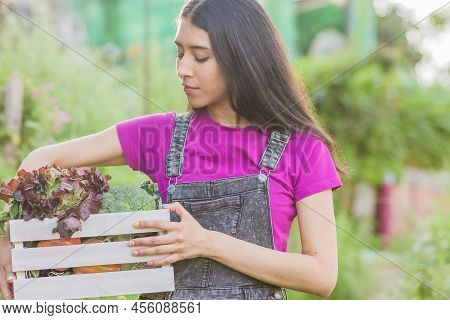 Volunteer In Organic Vegetables Garden Agriculture. Venezuelan Latin Woman Harvesting. Urban Garden