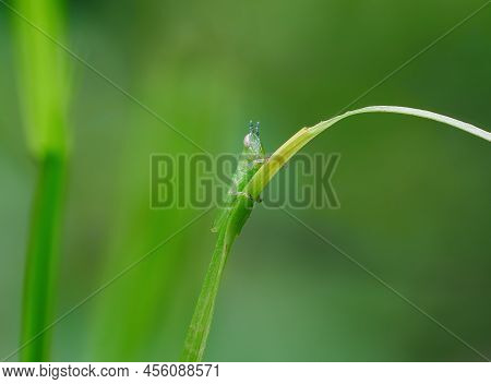 Beautiful Grasshopper Nimfa Perched On The Grass