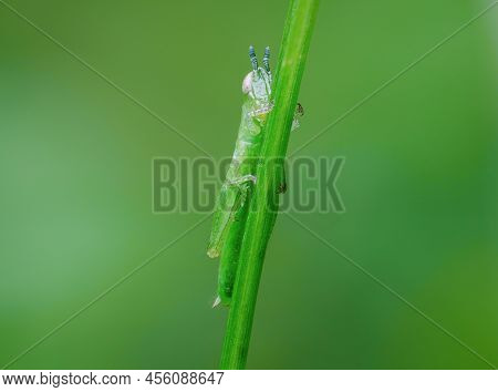 Beautiful Grasshopper Nimfa Perched On The Grass