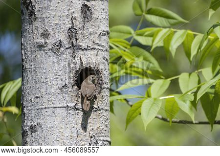 The House Wren (troglodytes Aedon) Brings The Fed For Young To The Nest Cavity In The Tree