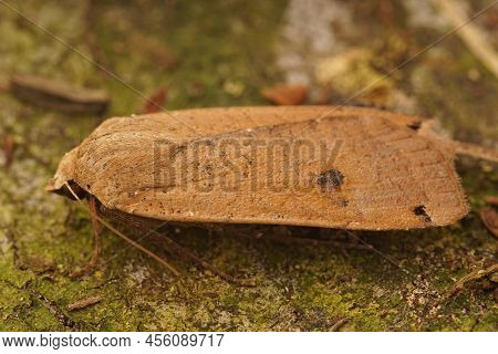 Closeup On A Large Yellow Underwing Moth,noctua Pronuba Sitting On A Moss Covered Stone