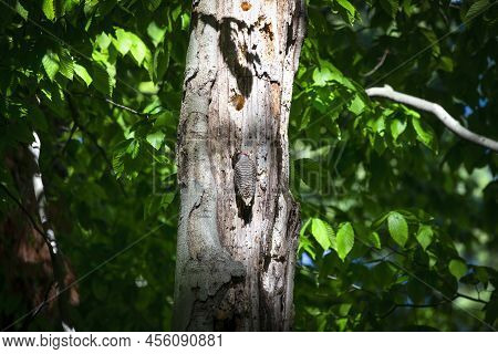 The Northern Flicker (colaptes Auratus) Nesting In Wisconsin. North American Bird.