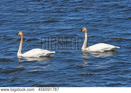 A Pair Of Trumpeter Swans In A North Woods Lake In The Seney National Wildlife Refuge In Michigan