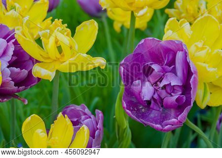 Colorful Spring Meadow With Purple Tulip Negrita Double And Yellow Tulip Monte Carlo Flowers - Close
