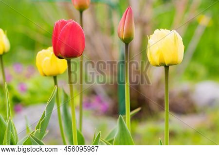 Blooming Buds Of Multi-colored Spring Tulips On A Garden Plot.