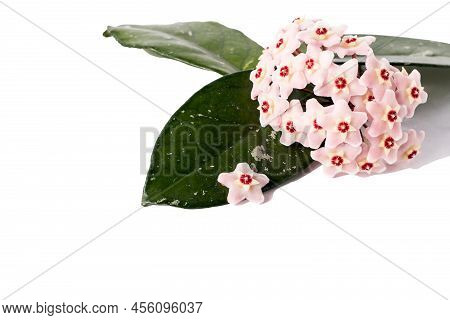 Flower Arrangement Of Exotic Succulent Hoya Carnosa Or Wax Ivy With Pink Inflorescences On A White I