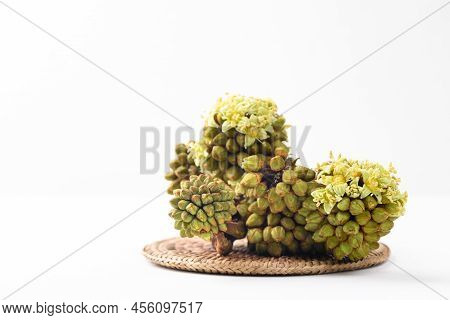Trevesia Palmata, Edible Flowers In Southeast Asian