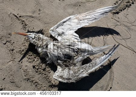 Dead Mummified White Sea Bird With Orange Beak On The Beach Covered With Sand And Some Seaweed