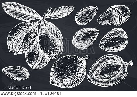 Vector Set Of Hand Drawn Chalk Almond Stock Illustration