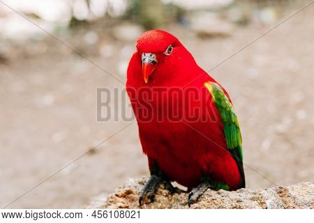 Eclectus Parrot Sitting On A Tree Branch With Sunshine Pouring Overhead. Close Up Of A Tropical Bird