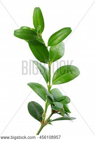 Boxwood Branch Isolated On White Background. Green Boxwood Sprig. Buxus With Clipping Path