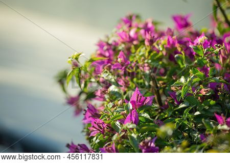 Small Pink Bougainvillea Bush On Light Background In The Garden.