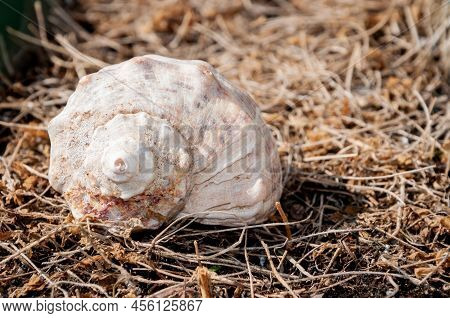 Aquatic Mollusc Shell Seashell On Dried Seaweed Background.
