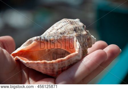 Empty Marine Mollusc Shell Seashell On Hand Close View.