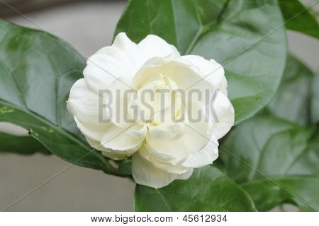 Arabian jasmin