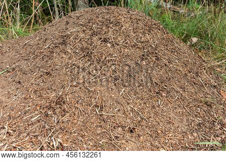 A Large Anthill In A Green Forest Among The Trees. The Aboveground Part Of The Ants' Dwelling Is In 
