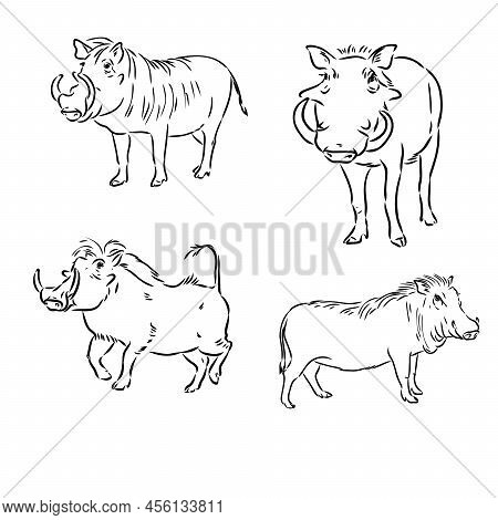 Black And White Vector Line Drawing Of A Warthogs Face