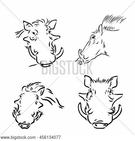 Black And White Vector Line Drawing Of A Warthogs Face