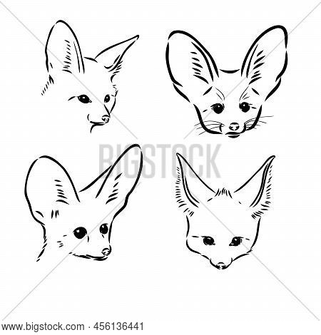 Vector Illustration Of A Young Fennec Fox Walking. Fox Fenek Vector Sketch