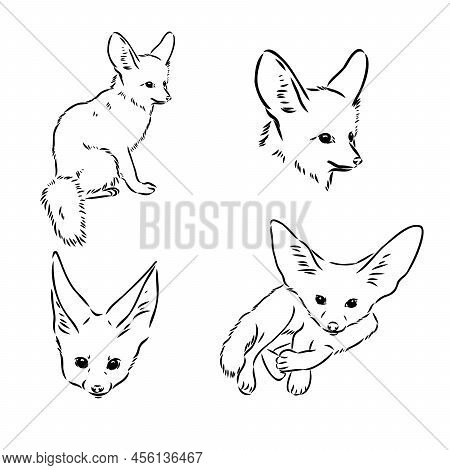 Vector Illustration Of A Young Fennec Fox Walking. Fox Fenek Vector Sketch