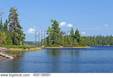Majestic White Pines In The Wilds Of Canada On Saganagons Lake Near The Falls Chain In Quetico Provi