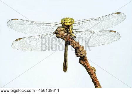 Large Green Dragonfly Female Green Snaketail (ophiogomphus Cecilia) On A Dry Twig Against The Sky
