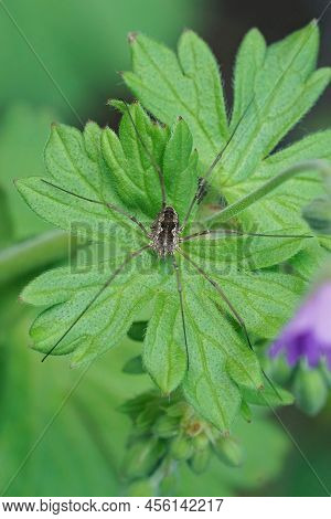 Vertical Closeup On A Common Harvestman, Daddy Longlegs, Sitting Camouflaged On A Green Leaf In The 