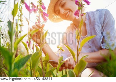 Gardener Cutting Foxglove Flowers Off Using Secateur In Summer Garden. Digitalis In Blossom. Harvest