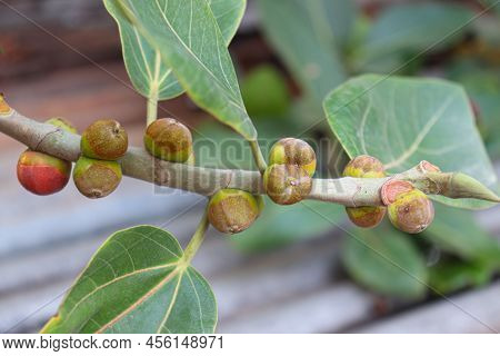 Red Colored Banyan Fruit On Tree